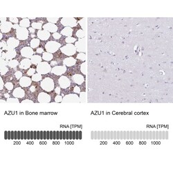 Azurocidin/CAP37/HBP Antibody, Novus Biologicals 0.1mL; Unlabeled:Antibodies,